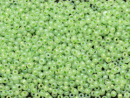 Бисер Чехия круглый 10/0 500 г 57556 салатовый непрозрачный радужный